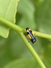 Ptosima gibbicollis