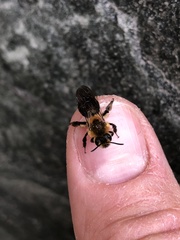 Andrena dunningi