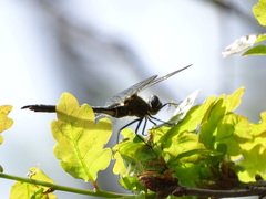 Somatochlora arctica