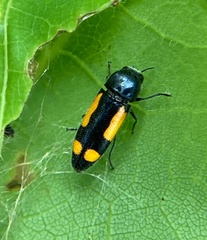 Ptosima gibbicollis