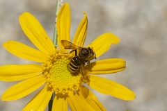 Andrena auricoma