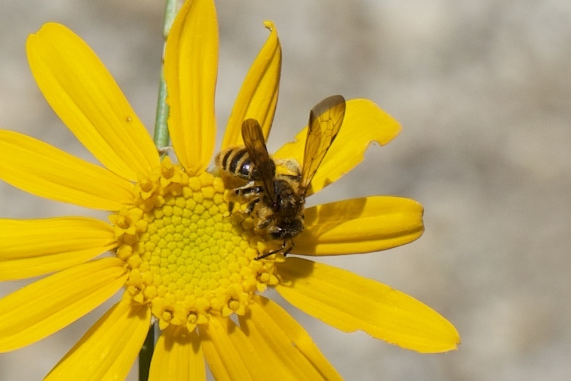 Golden-haired Miner Bee
