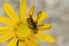 Andrena auricoma