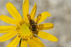 Andrena auricoma