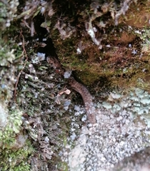 Amplorhinus multimaculatus