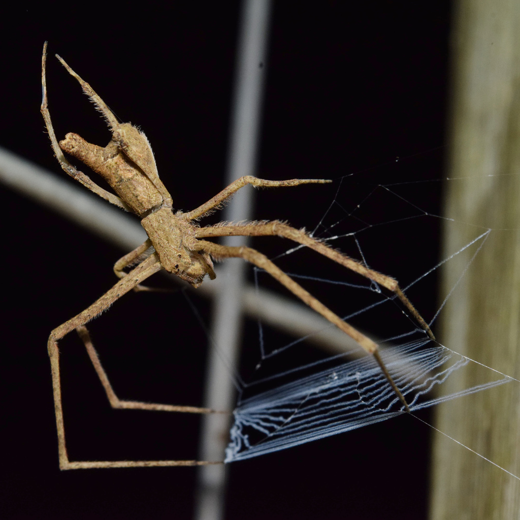 Camel-back Spider