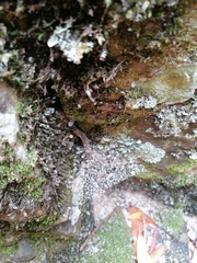 Amplorhinus multimaculatus