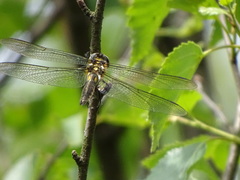 Somatochlora arctica