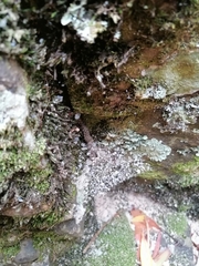 Amplorhinus multimaculatus