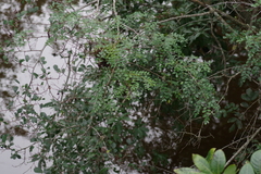 Indigofera jucunda