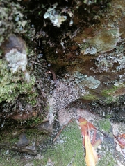 Amplorhinus multimaculatus