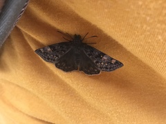 Erynnis icelus