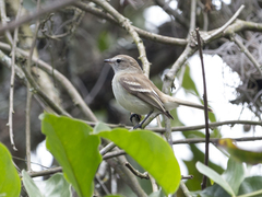Nesotriccus incomtus