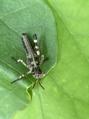 Dendrotettix quercus