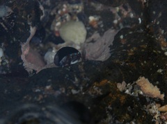 Calcinus laevimanus