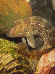 Myxodes