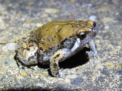 Sheep Frog