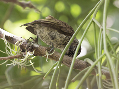 Picumnus squamulatus