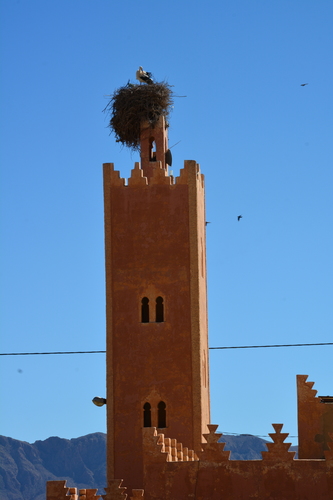 White Stork