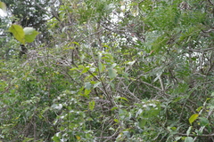 Harpephyllum caffrum