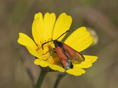 Zygaena punctum