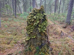 Lobaria pulmonaria