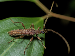 Phlyctaenodes pustulata