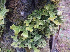 Lobaria pulmonaria