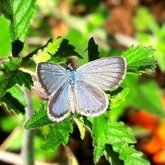 Hemiargus hanno hanno