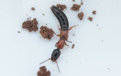 Xantholinus elegans