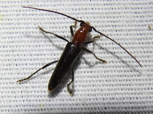 Psyrassa brevicornis