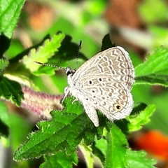 Hemiargus hanno hanno