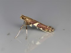 Caloptilia umbratella