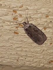 Agonopterix ocellana