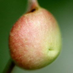 Phylloxera caryaecaulis