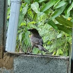 Molothrus bonariensis