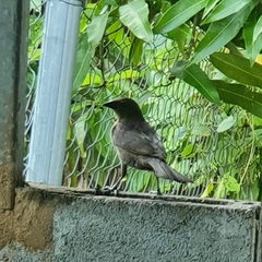 Molothrus bonariensis