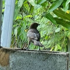 Molothrus bonariensis