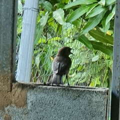 Molothrus bonariensis