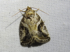 Diastema cnossia