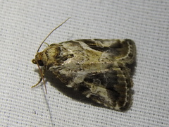 Diastema cnossia
