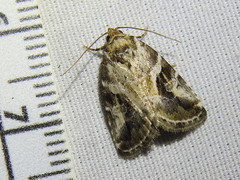 Diastema cnossia
