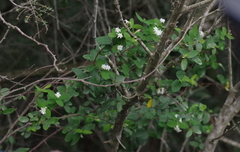 Englerodaphne subcordata