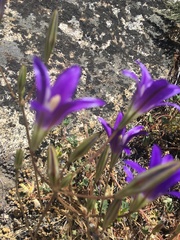 Brodiaea elegans