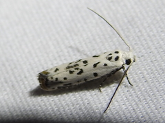 Ethmia bittenella