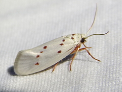 Enaemia basistriga