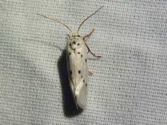 Enaemia basistriga