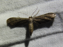 Protoproutia laredoata