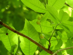 Phylloxera caryaecaulis