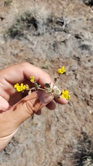 Phacelia lutea
